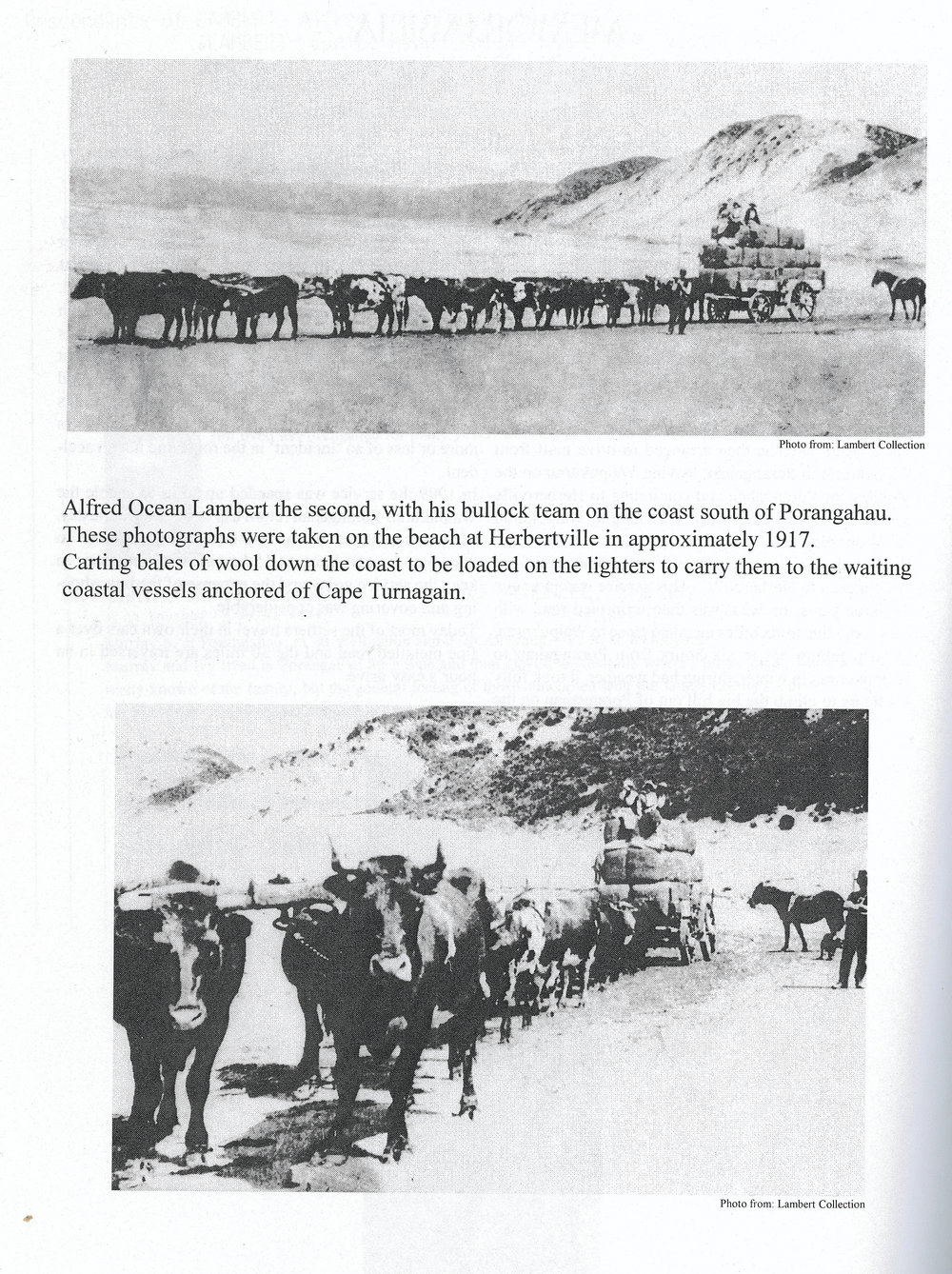 Bullock Team of Alfred Ocean Lambert II