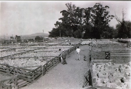 Waipukurau Sale circa 1938