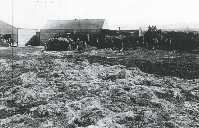 Flax Mill, Takapau, 1908