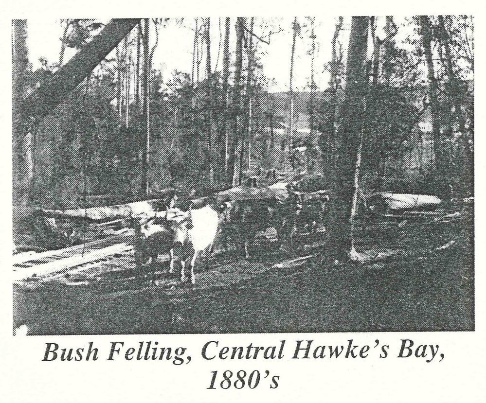 Bush Felling, Central Hawke's Bay, 1880's