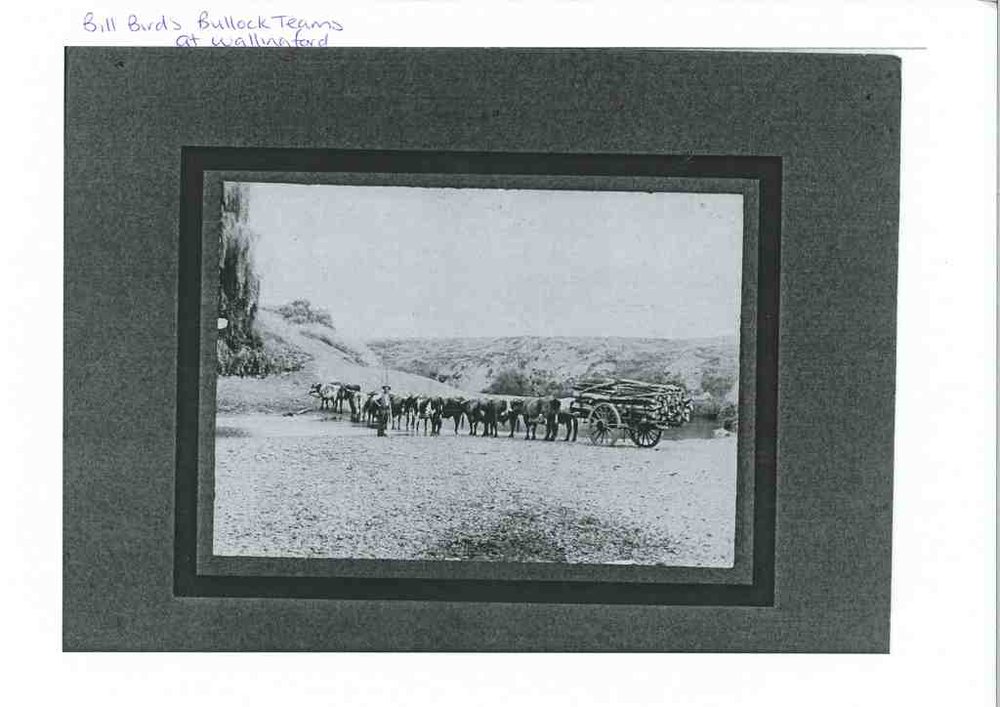 Bill Bird's Bullock Team at Wallingford - Image #1