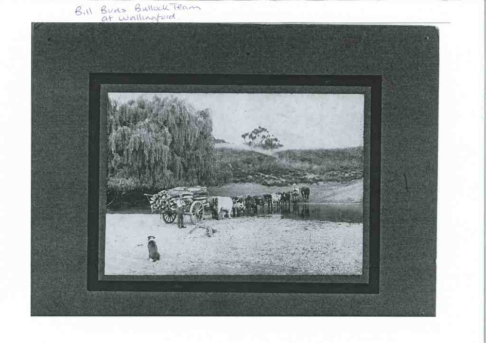 Bill Bird's Bullock Team Wallingford - Image # 2