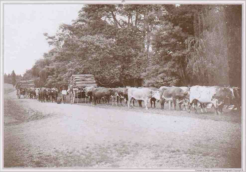 Bullock Teams at Junction of Mt Herbert Rd and Mangatarata Turn off c.1900