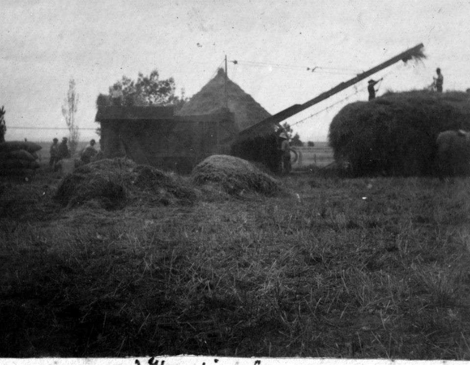 Haymaking at Ashcott