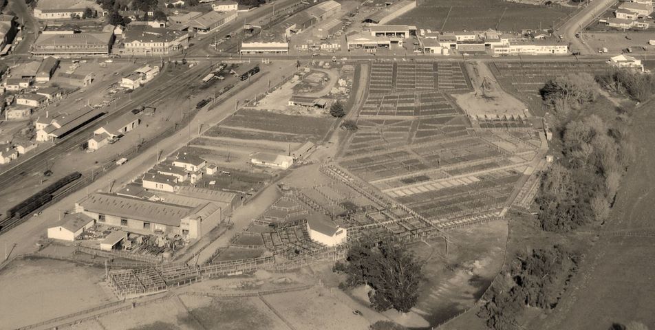 WAIPUKURAU - A BIRD'S EYE VIEW OF THE SALEYARDS - 1956 TO 1965