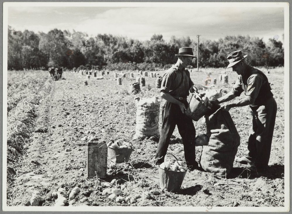 WAIPUKURAU - THE PUKEORA SANATORIUM FARM 1939/40 - POTATO HARVESTING THE OLD WAY
