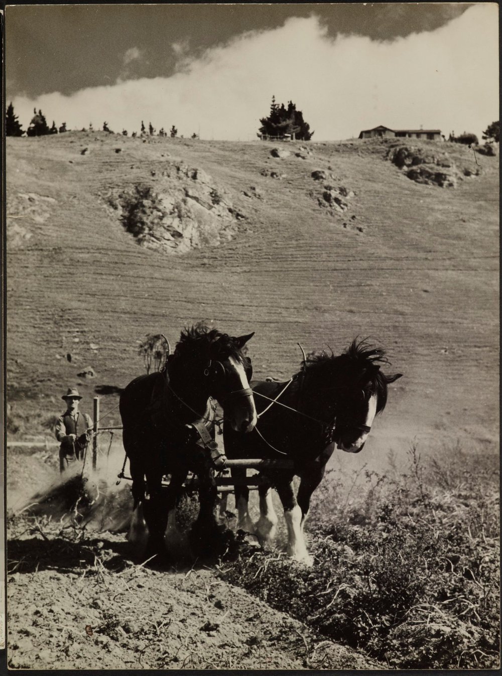 WAIPUKURAU - THE PUKEORA SANATORIUM FARM 1939/40 - POTATO HARVESTING THE OLD WAY