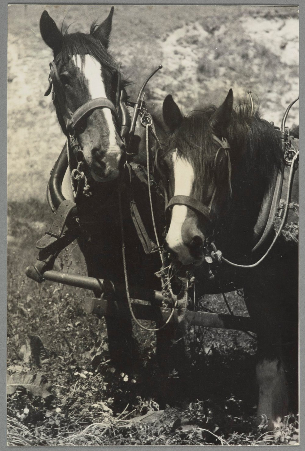 WAIPUKURAU - THE PUKEORA SANATORIUM FARM 1939/40 - POTATO HARVESTING THE OLD WAY