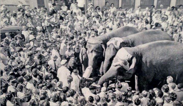 WAIPUKURAU - CIRCUS TIME 1963 - THE ADVENT OF PETER PAN'S FAMOUS 'PINK ELEPHANT'