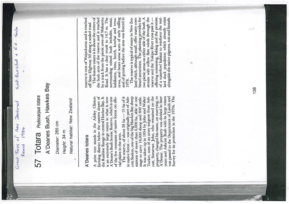 Giant Totara in A'Deanes Bush