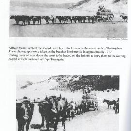 Bullock Team of Alfred Ocean Lambert II
