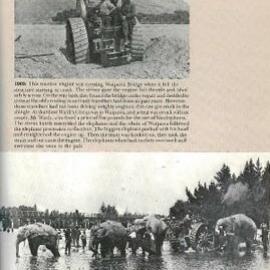 Elephants in Waipawa