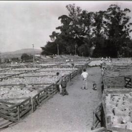 Waipukurau Sale circa 1938