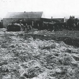 Flax Mill, Takapau, 1908