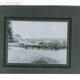 Bill Bird's Bullock Team at Wallingford - Image #1