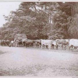 Bullock Teams at Junction of Mt Herbert Rd and Mangatarata Turn off c.1900