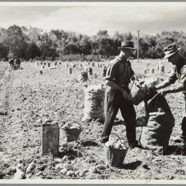 WAIPUKURAU - THE PUKEORA SANATORIUM FARM 1939/40 - POTATO HARVESTING THE OLD WAY