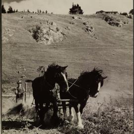 WAIPUKURAU - THE PUKEORA SANATORIUM FARM 1939/40 - POTATO HARVESTING THE OLD WAY