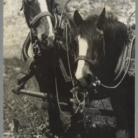 WAIPUKURAU - THE PUKEORA SANATORIUM FARM 1939/40 - POTATO HARVESTING THE OLD WAY