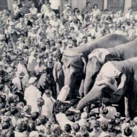 WAIPUKURAU - CIRCUS TIME 1963 - THE ADVENT OF PETER PAN'S FAMOUS 'PINK ELEPHANT'